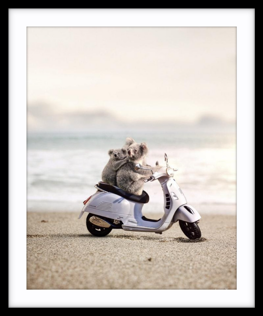 Koala Scoota