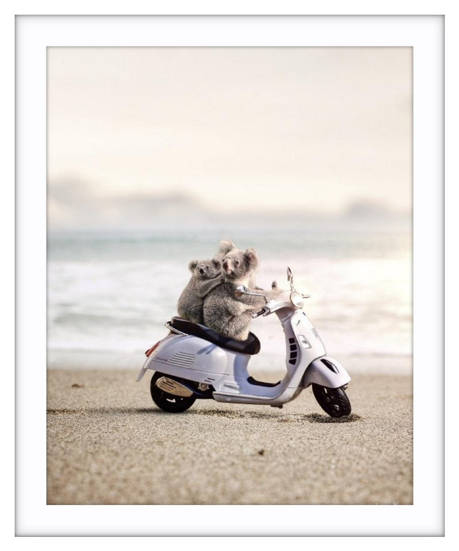 Koala Scoota