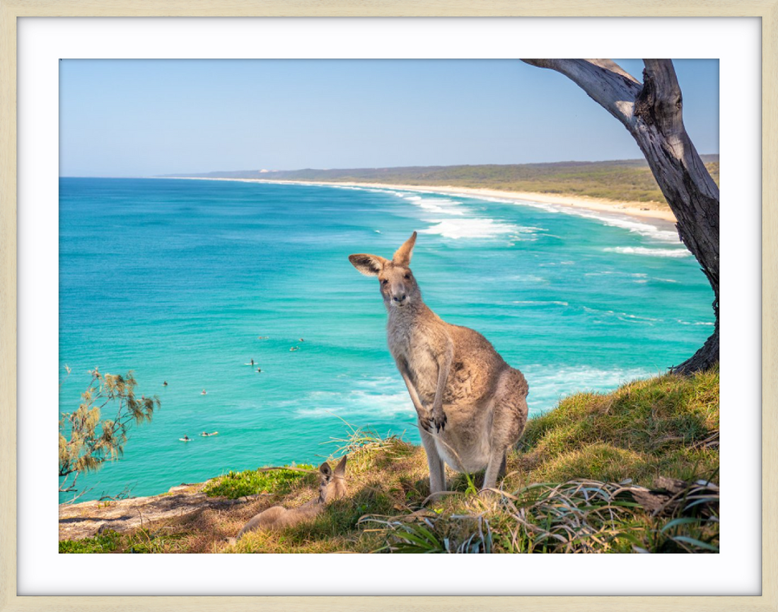 North Stradbroke Island Kangaroo