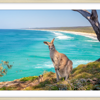 North Stradbroke Island Kangaroo
