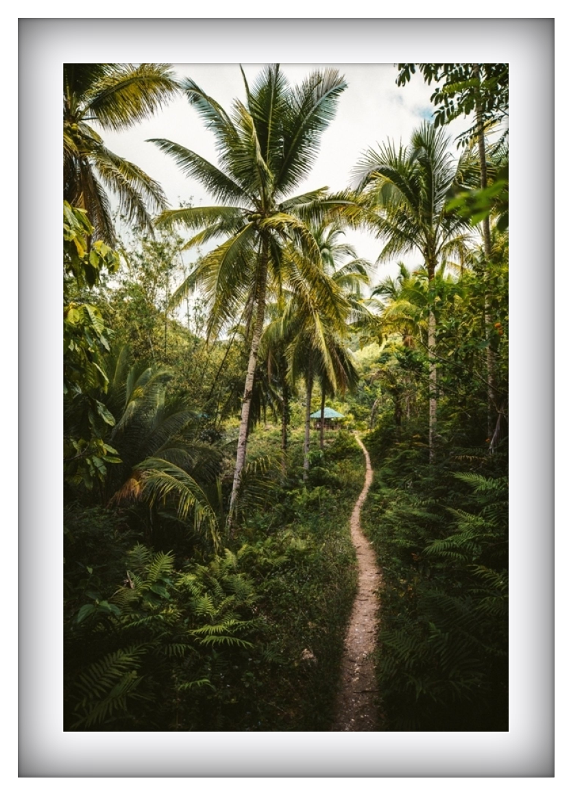 Into the Jungle