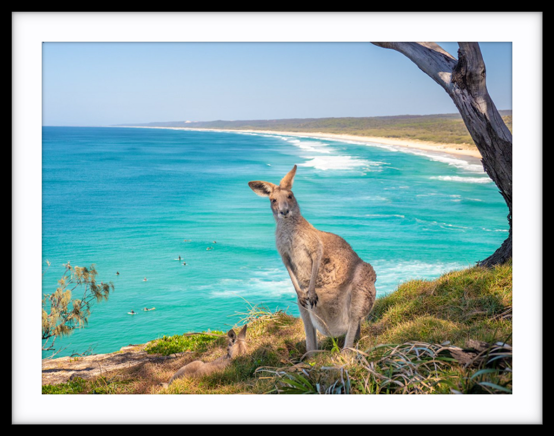 North Stradbroke Island Kangaroo