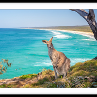 North Stradbroke Island Kangaroo
