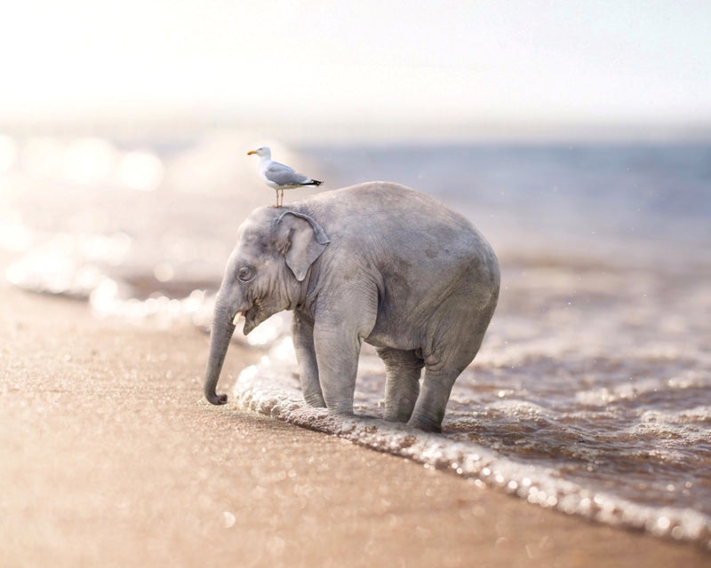 Beachedas