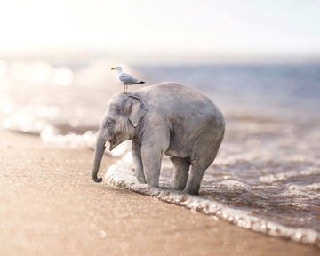 Beachedas
