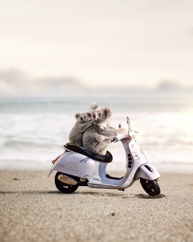 Koala Scoota