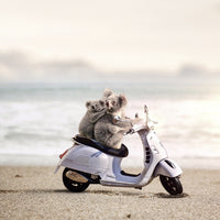 Koala Scoota
