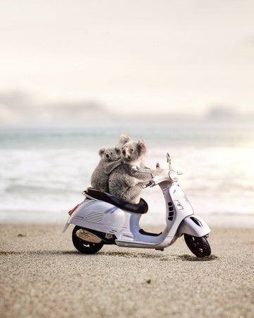 Koala Scoota