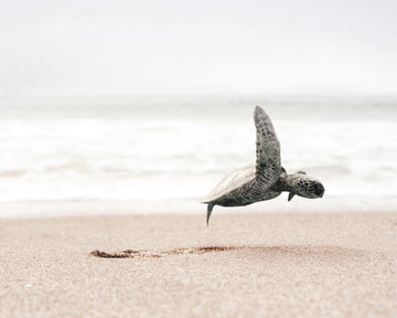 Taking Flight