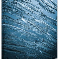 Barracuda