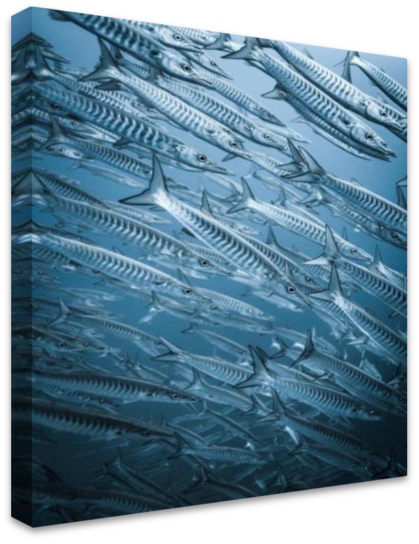 Barracuda
