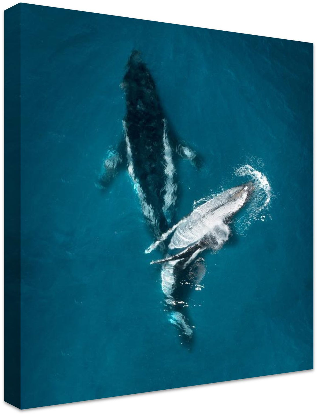 Gentle Giants