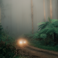 Foggy Adventures