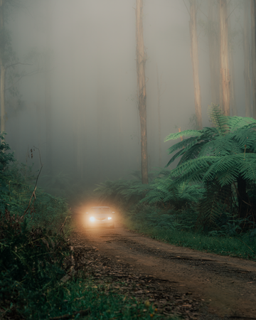 Foggy Adventures