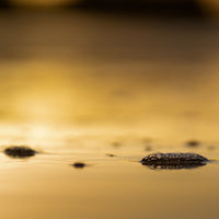 golden hour bubbles