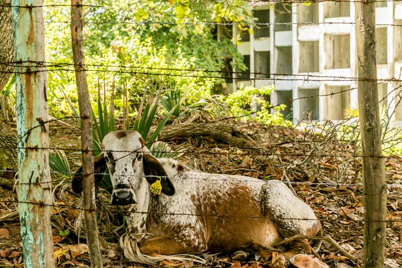Guarded by Cows
