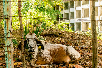 Guarded by Cows
