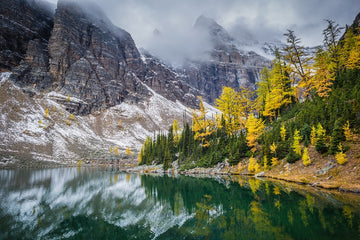 Larch Reflections