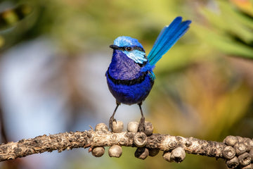 Little Blue