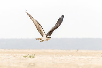 Pandions Flight