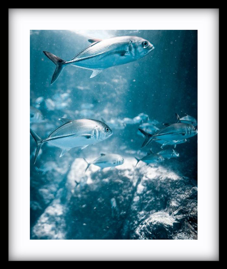 Rays