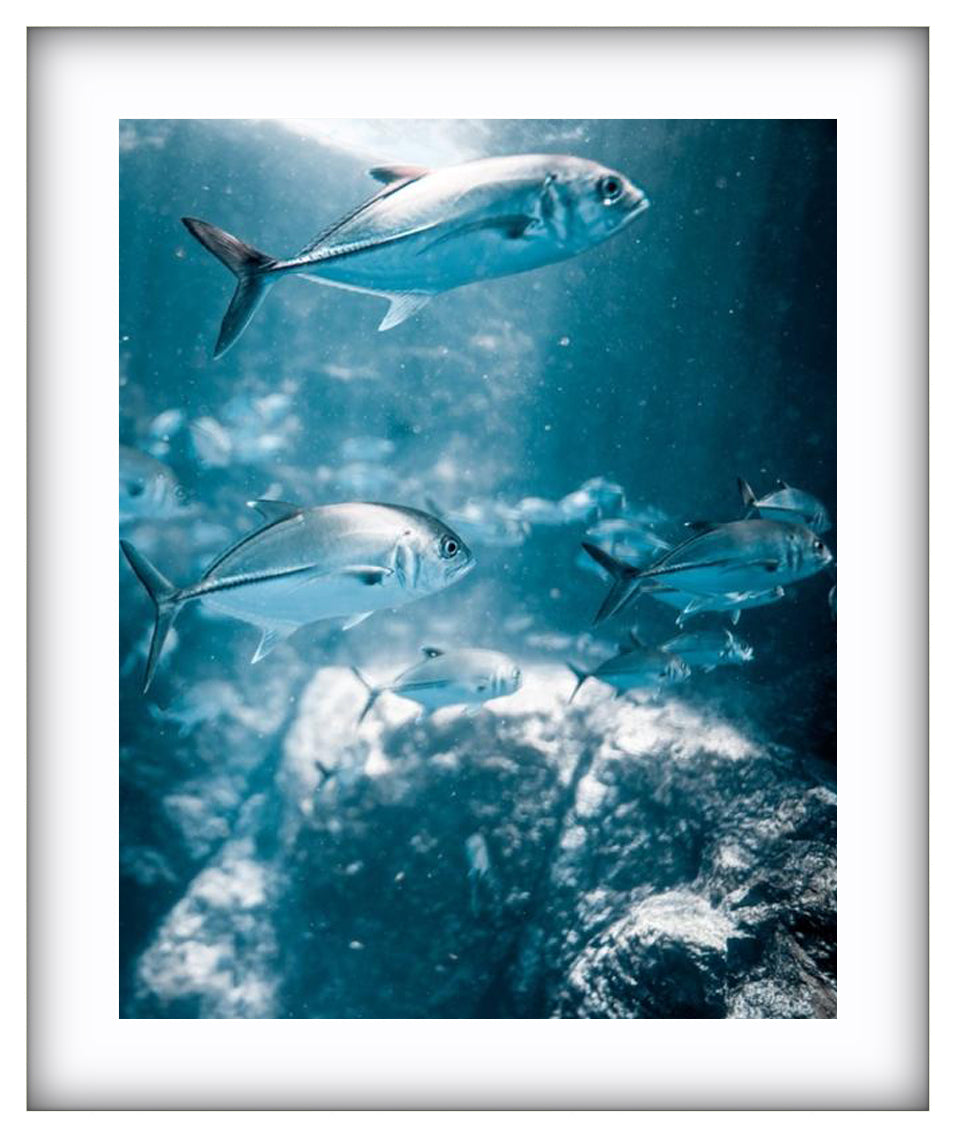 Rays