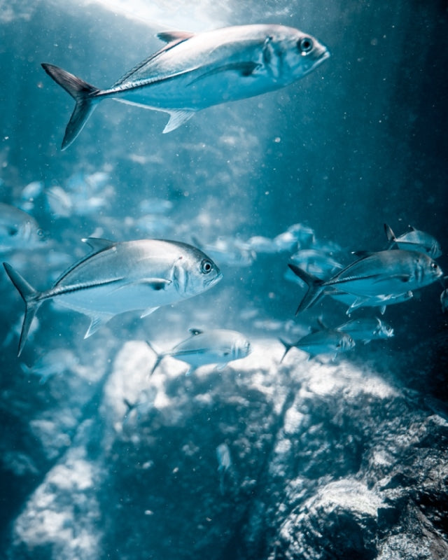 Rays