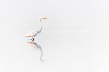 Rippled-Reflections