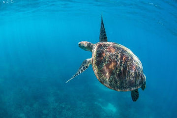 Green Sea Turtle