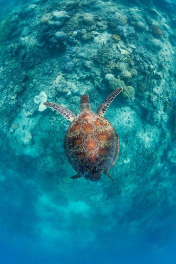 Turtle from Above
