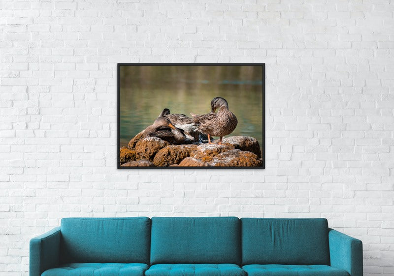 Ducks