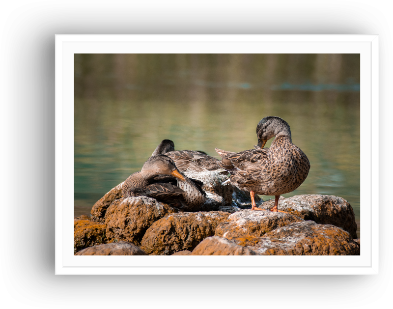 Ducks