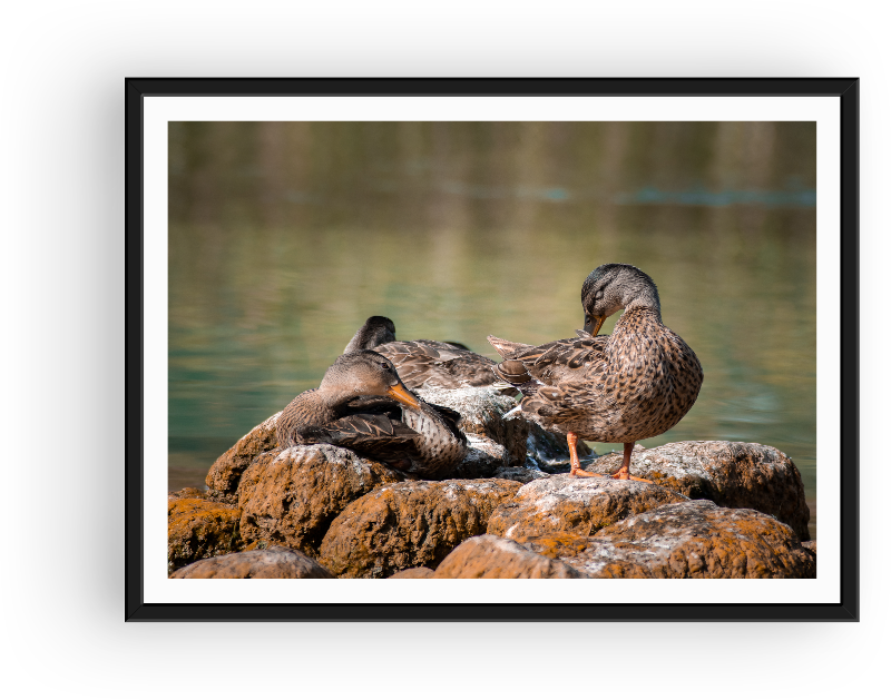 Ducks
