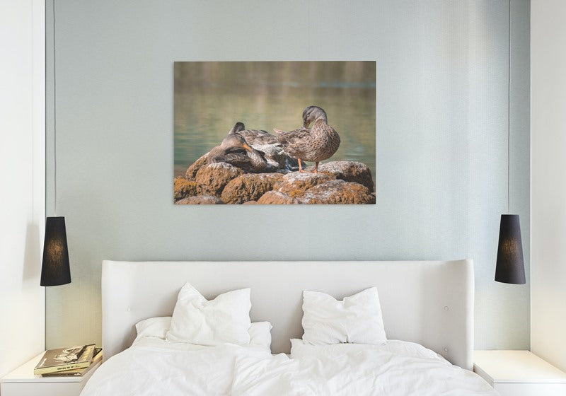 Ducks