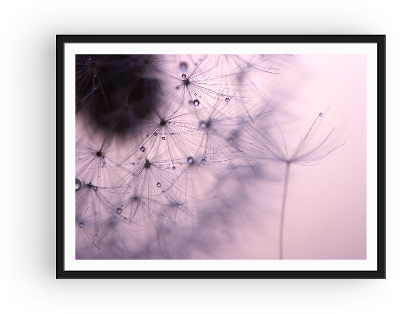 Morning dew