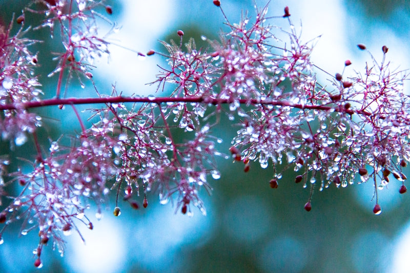 Smoke Bush