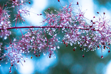 Smoke Bush