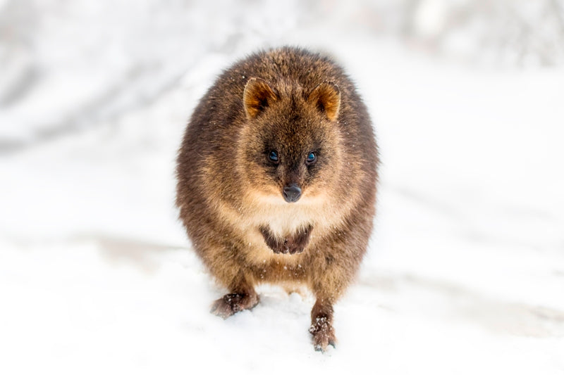 Snow Quokka