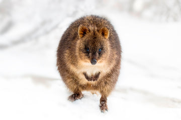 Snow Quokka