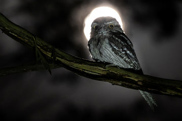 Tawny Eclipse