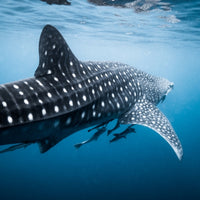 RHINCODON