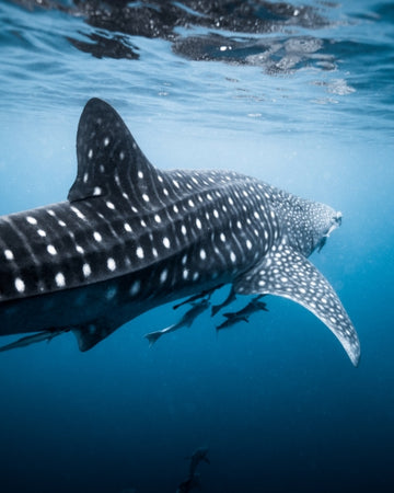 RHINCODON