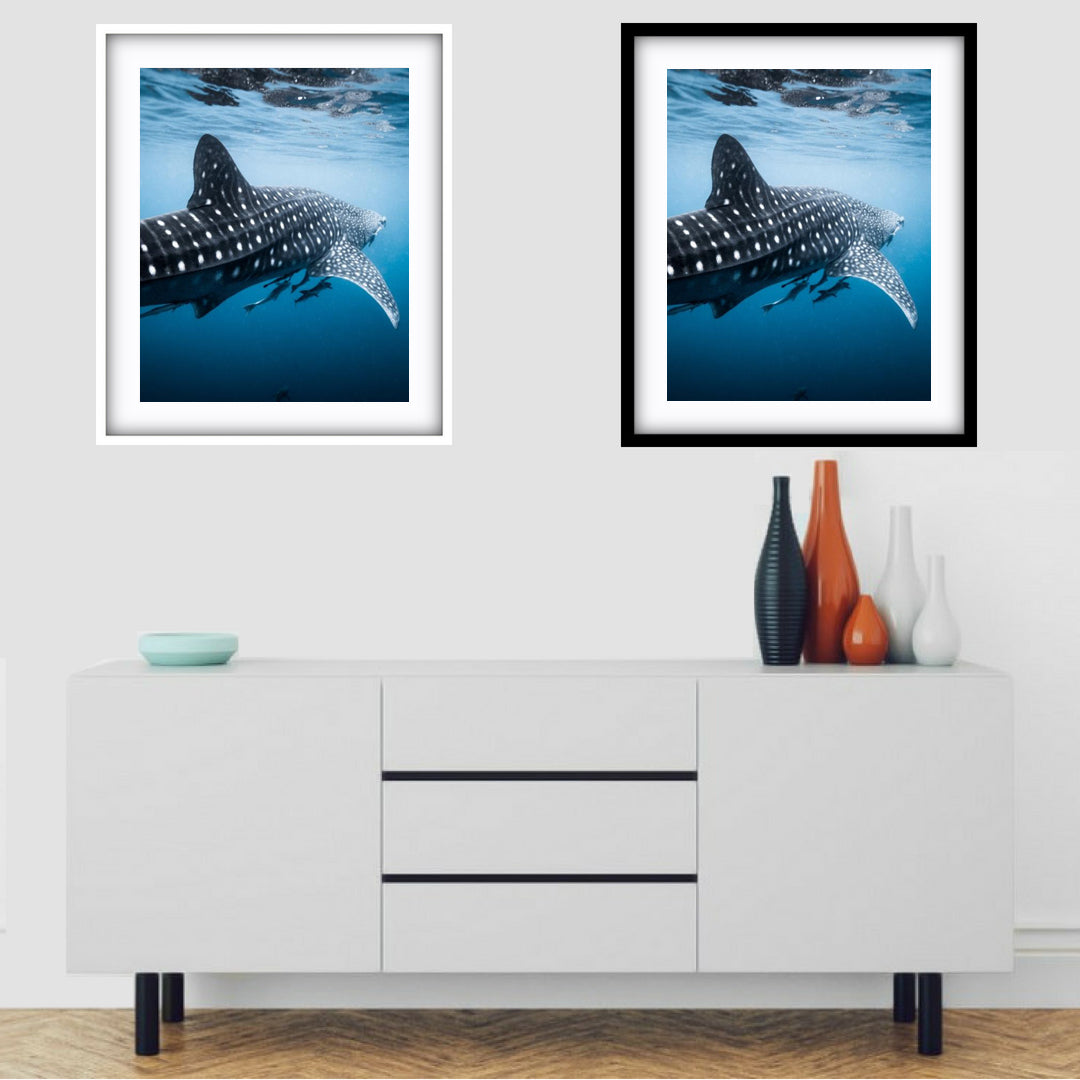 RHINCODON