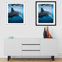 RHINCODON