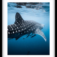 RHINCODON