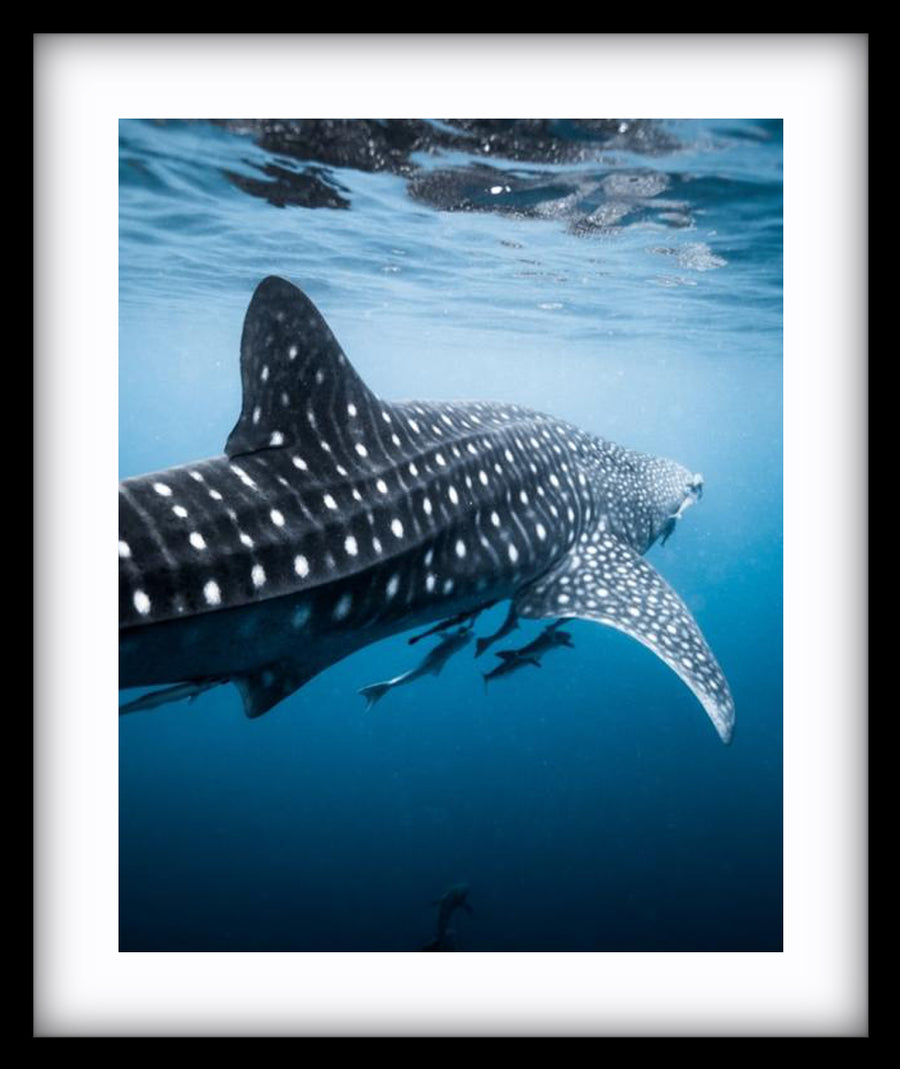 RHINCODON
