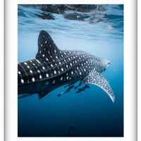 RHINCODON